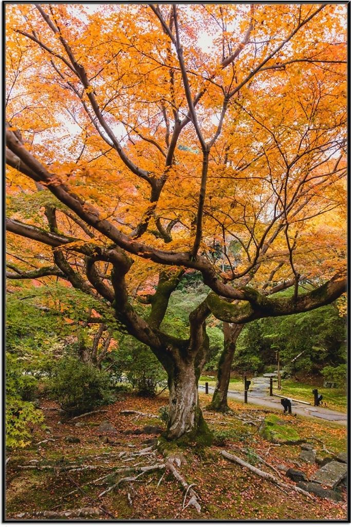 Wallario Wandbild Gelber Ahornbaum im Herbst in Japan, Größe: 61 x 91,50 cm, Poster mit schwarzem Aluminiumrahmen