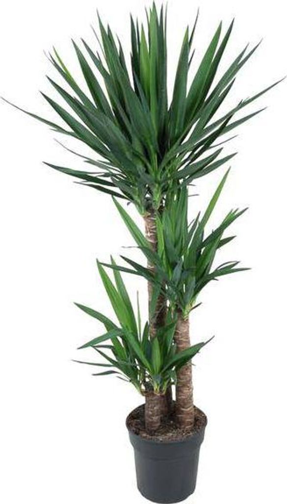 Yucca Elephantipes Riesen-Palmlilie 140cm Ø27cm Zimmerpflanze Pflegeleicht