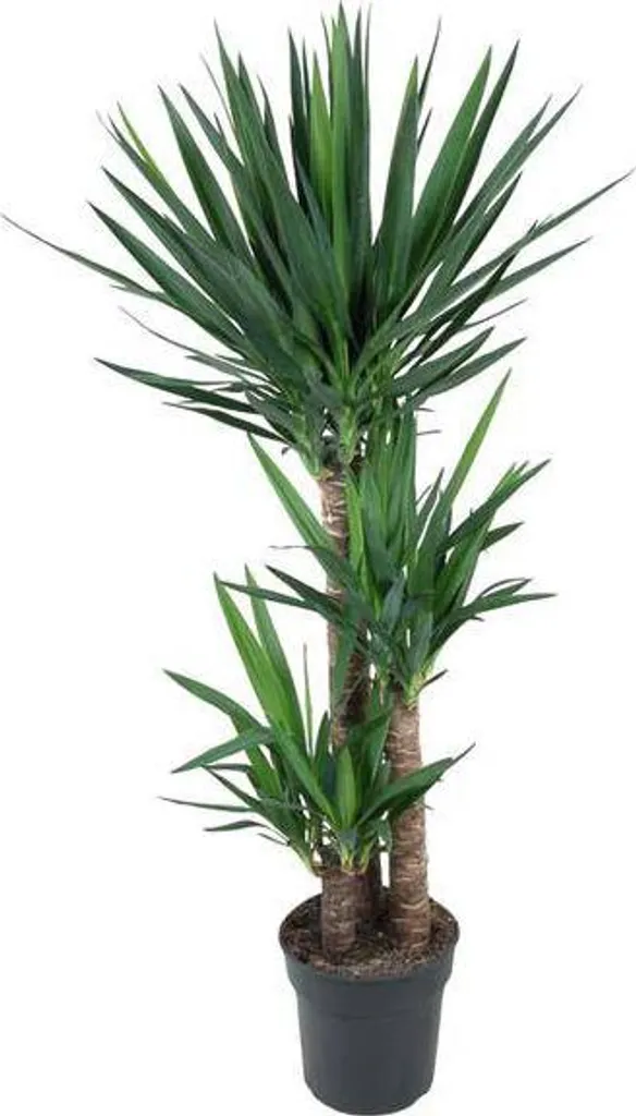 Yucca géant 140 cm : Grande plante verte d'intérieur facile à vivre