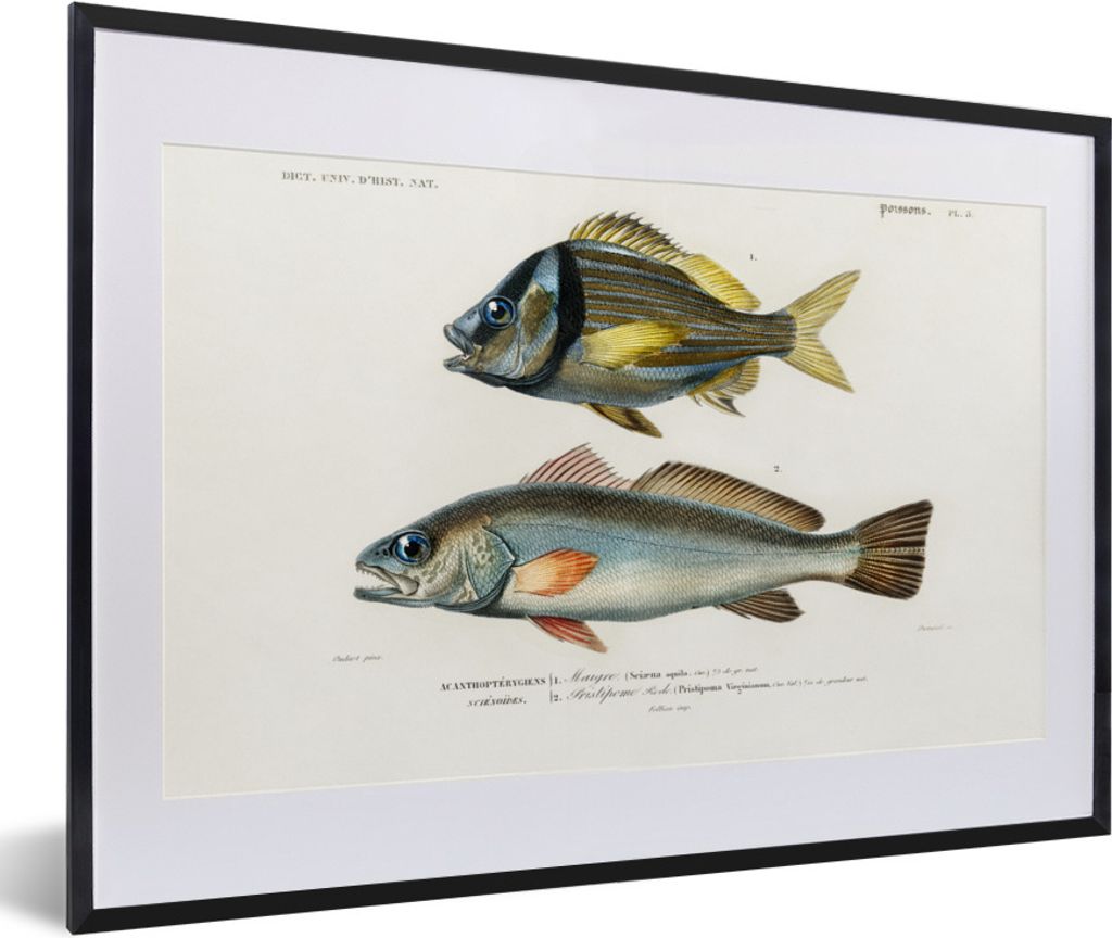 MuchoWow Gerahmtes Poster Fisch - Jahrgang - Realismus 60x40 cm - Poster mit Schwarzem Bilderrahmen Wandposter Rahmen Foto Bilder - Schlafzimmer ...