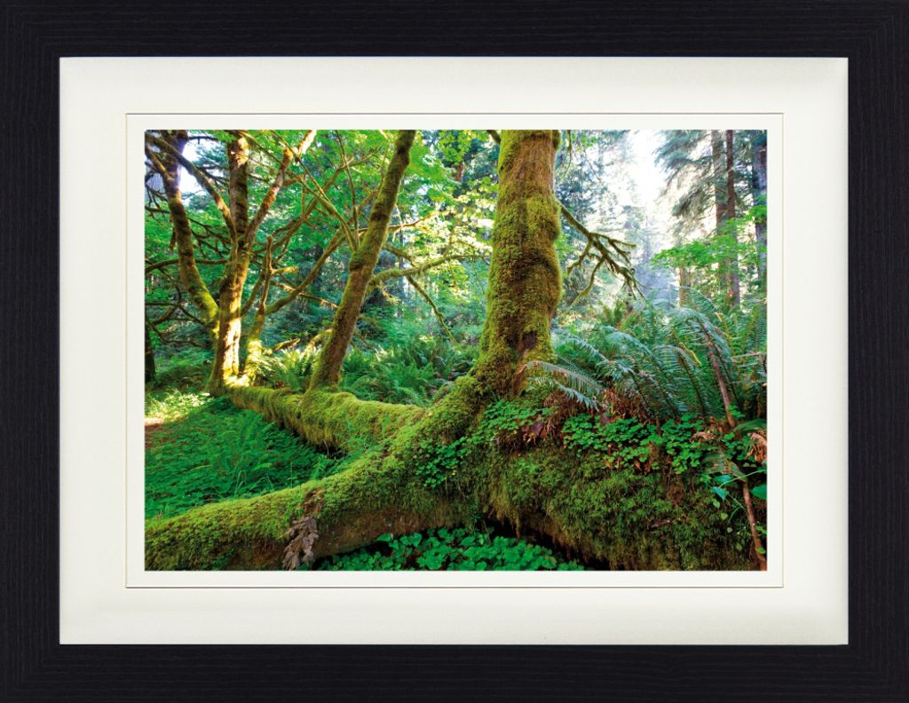 Wälder Gerahmtes Bild Mit Edlem Passepartout | Wand-Bilder | Im Bilderrahmen - Riesen-Wurzeln Im Regenwald (30 x 40 cm)