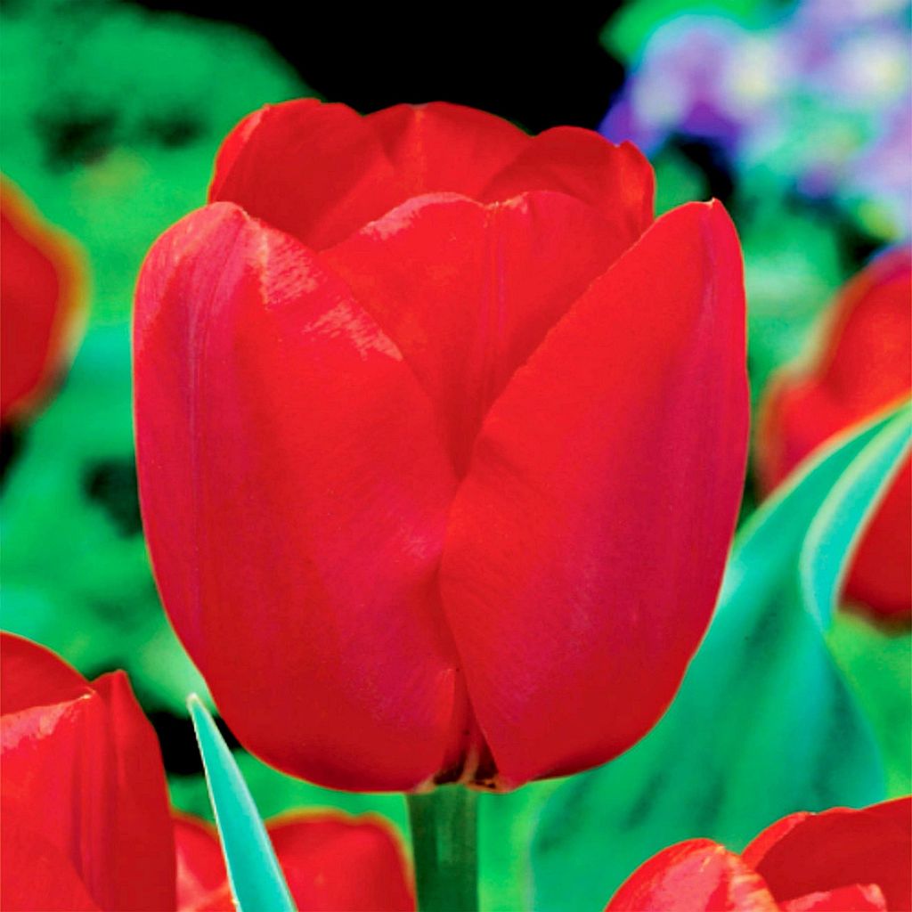 Tulipes Bulbes de fleurs Fleurs Triumph Tulipe Bastogne 5 Image du produit 