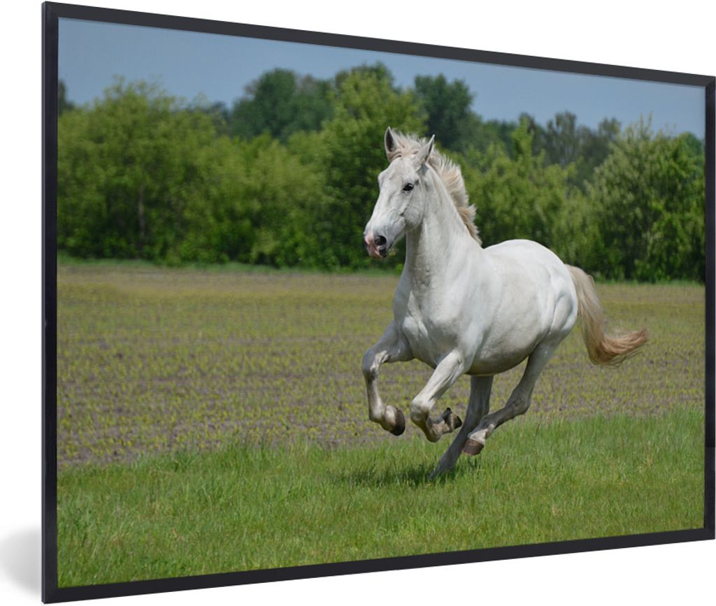 MuchoWow Gerahmtes Poster Pferde - Natur - Weiß 30x20 cm - Poster mit Schwarzem Bilderrahmen Wandposter Rahmen Foto Bilder - Kunstdruck - Bild-P...