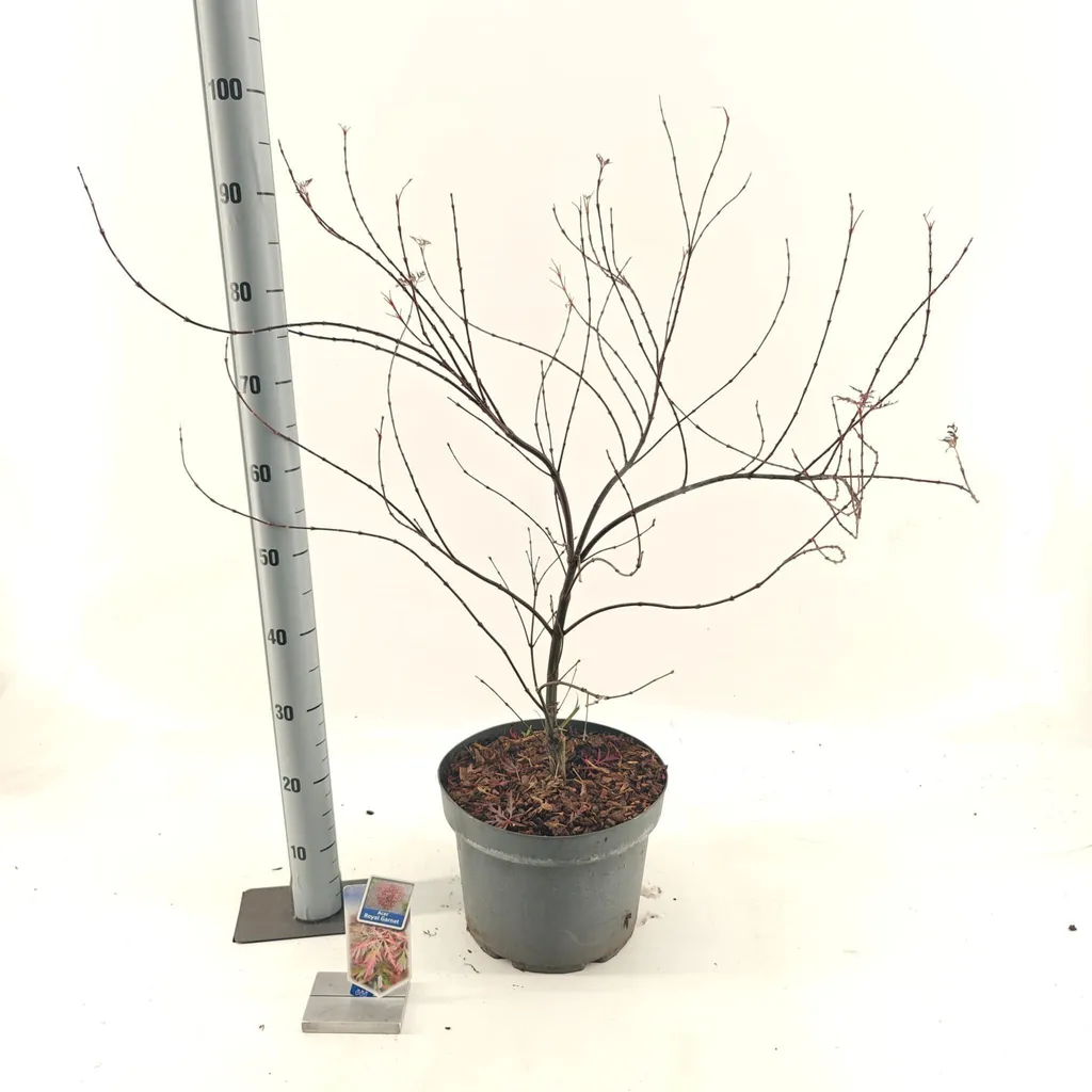 Acer palmatum Royal Garnet - Érable du Japon pourpré 80-100 cm en pot