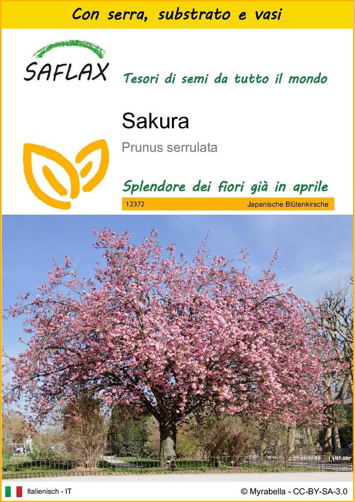 SAFLAX Insieme di coltivazione - Sakura - 30 semi - Prunus Immagine del prodotto 