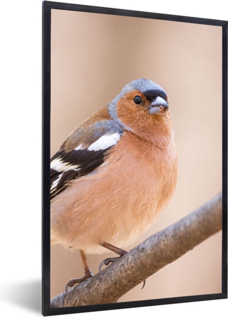 MuchoWow Gerahmtes Poster Vogel - Tiere - Fink 40x60 cm - Poster mit Schwarzem Bilderrahmen Wandposter Rahmen Foto Bilder - Papierdruck - Wandbilder