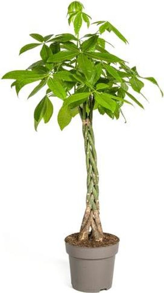 Glückskastanie Pachira Aquatica Ø27cm 140-150cm Pflegeleicht Zimmerpflanze