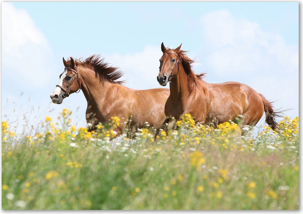 Tulup Leinwandbild - 100x70 cm - Wandkunst - Drucke auf Leinwand - Leinwanddruck - Tiere - Braun - Zwei Pferde Galopp