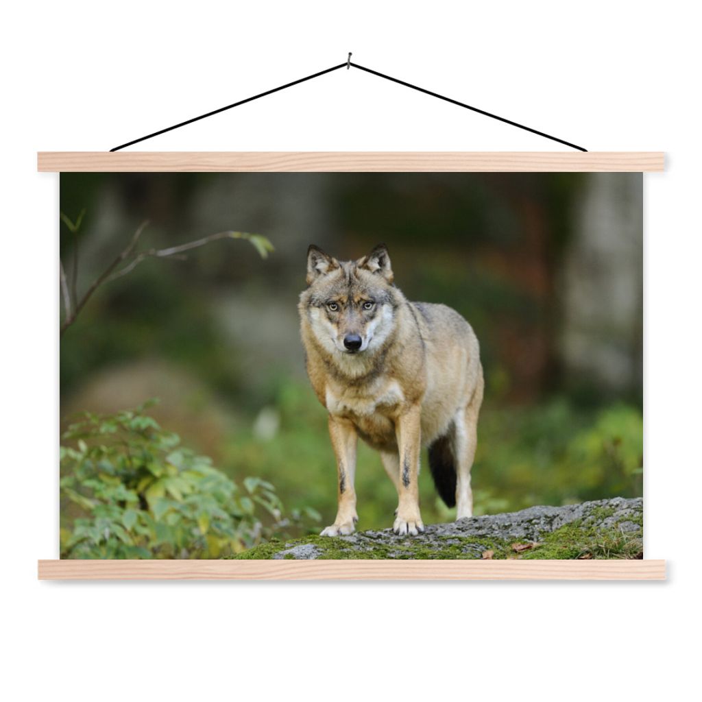 MuchoWow Textilposter Wolf - Asien - Pflanzen 60x40 cm mit holzfarbenen Rahmen - Bilder