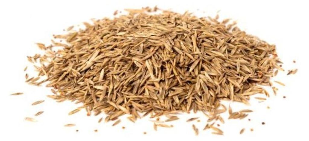 Rasensamen Sport- und Spielrasen 1kg Produktbild 