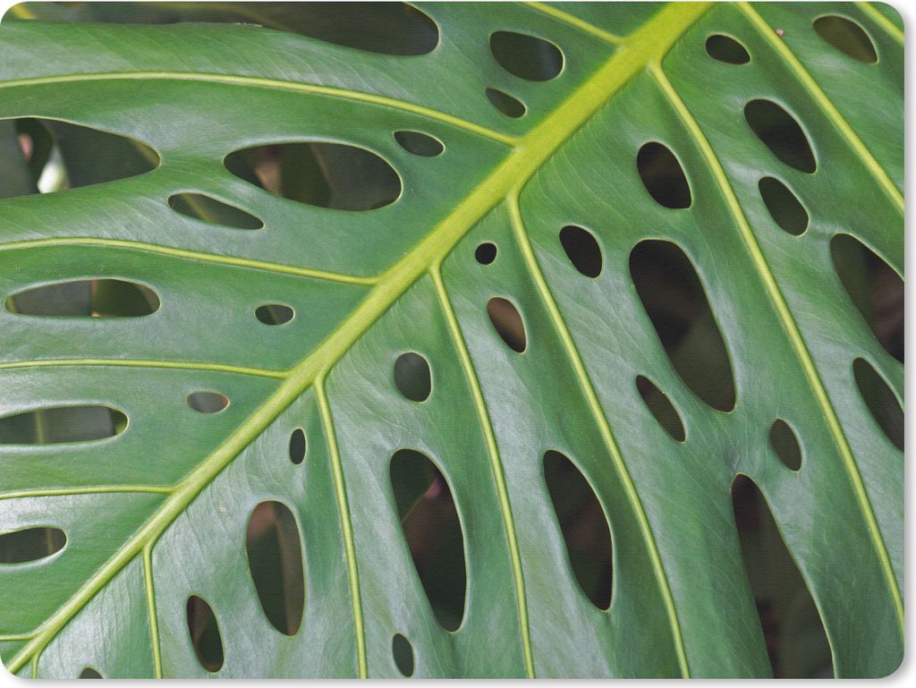 MuchoWow Mauspad Mousepad Impression eines grünen und botanischen Blattes 23x19 cm - Mousepads - Maus Mat - Pad - Mausunterlage - Schreibtischun...