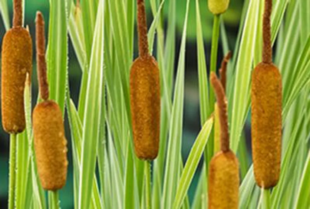 Typha latifolia Variegata multicolore - Massette robuste pour bassin x 6