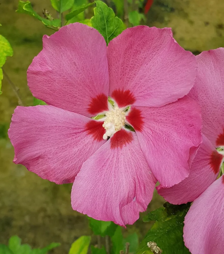 Althéa rose à cœur rouge, l'arbuste rustique résistant au gel -20°C