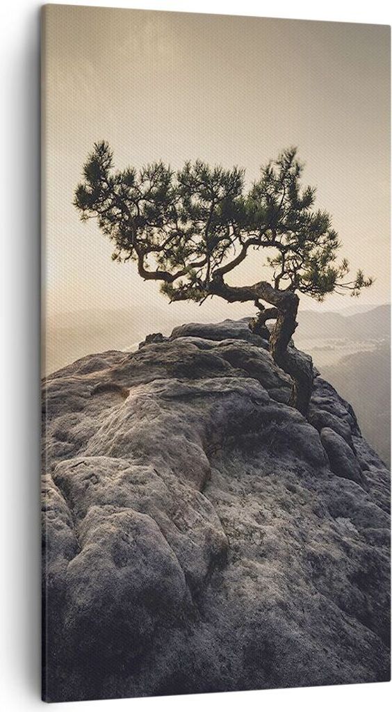 Bild auf Leinwand - Leinwandbild - Einteilig - Alt Kiefer Produktbild 