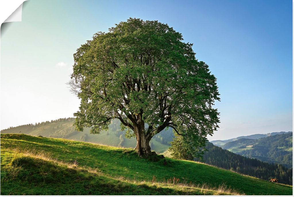 ARTland Poster Baum in den Bergen in der Abendsonne Größe: 90x60 cm
