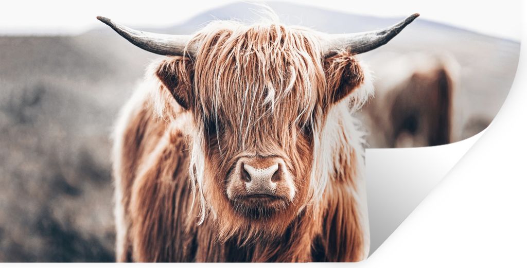 MuchoWow Wandtattoo Wandsticker Wandaufkleber Schottischer Highlander - Berg - Hoorn 30x20 cm Selbstklebend und Repositionierbar - Wierderverwend...