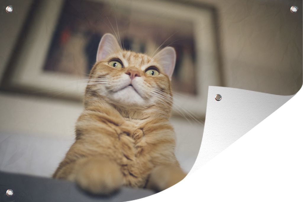 MuchoWow 90x60 cm Outdoor-Poster Gartendeko Sichtschutz Garten Poster für den Garten Katze - Bank - Orange