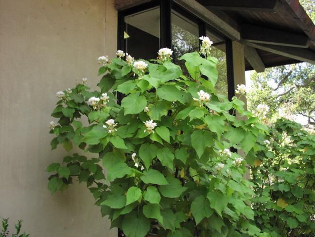 Zimmerlinde 40 cm - Sparmannia africana - Grüne Produktbild 2