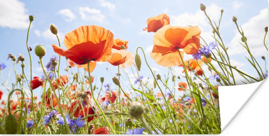 MuchoWow Poster Blumen - Mohn - Frühling - Natur - Rot - Blau 40x20 cm - Poster für die Wand - Poster Schlafzimmer