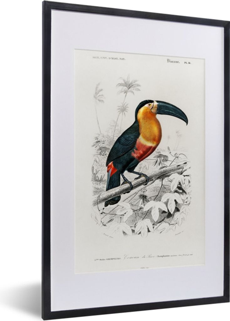 MuchoWow MuchoWow Gerahmtes Poster Vogel - Tukan - Weinlese 40x60 cm - Poster mit zchwarzem Bilderrahmen - Poster in Rahmen