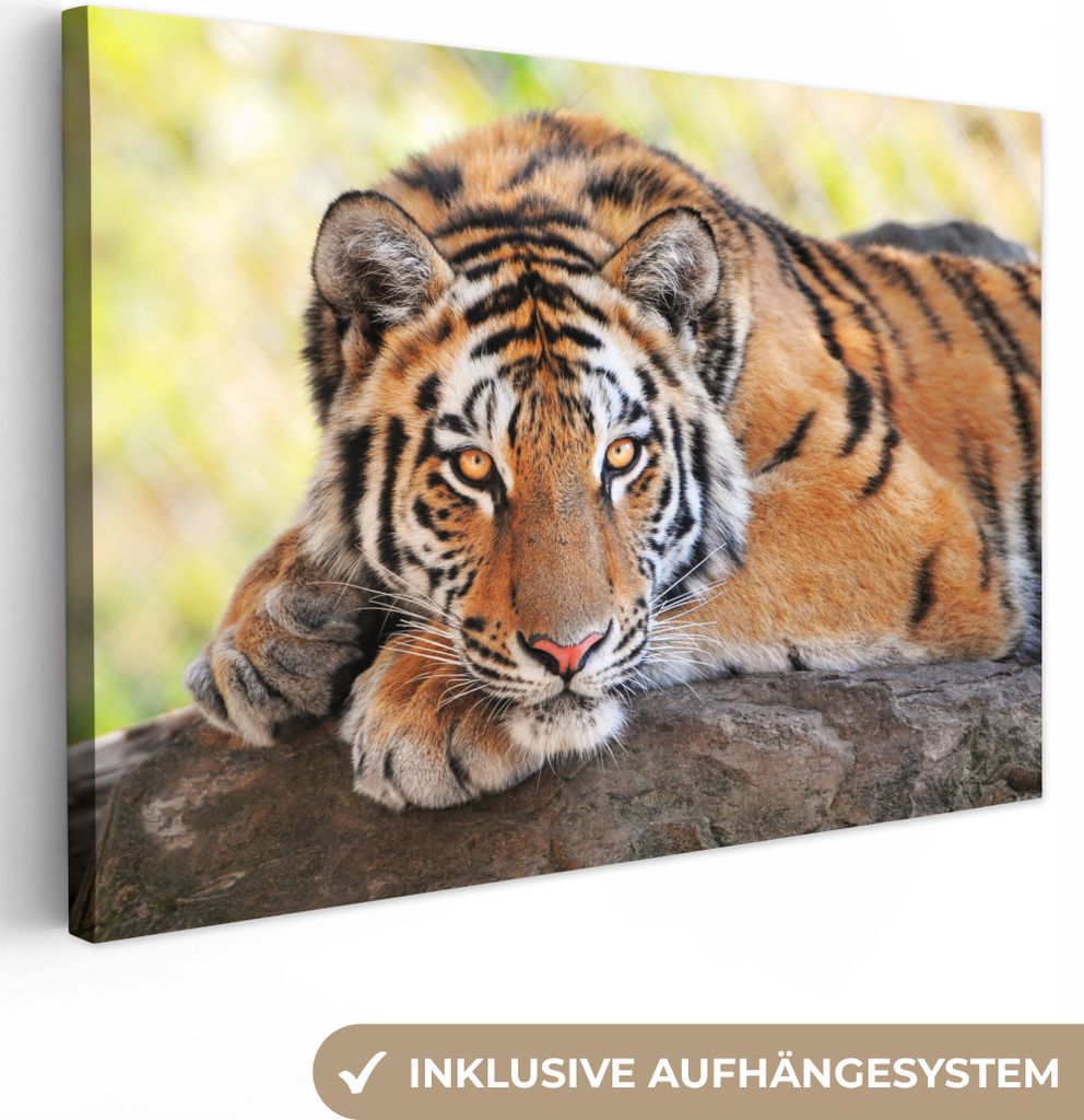 MuchoWow - Leinwandbilder - Tiger - Welpe - Rüssel, Wandbild, Wanddeko Bilder Wohnzimmer, 90x60 cm
