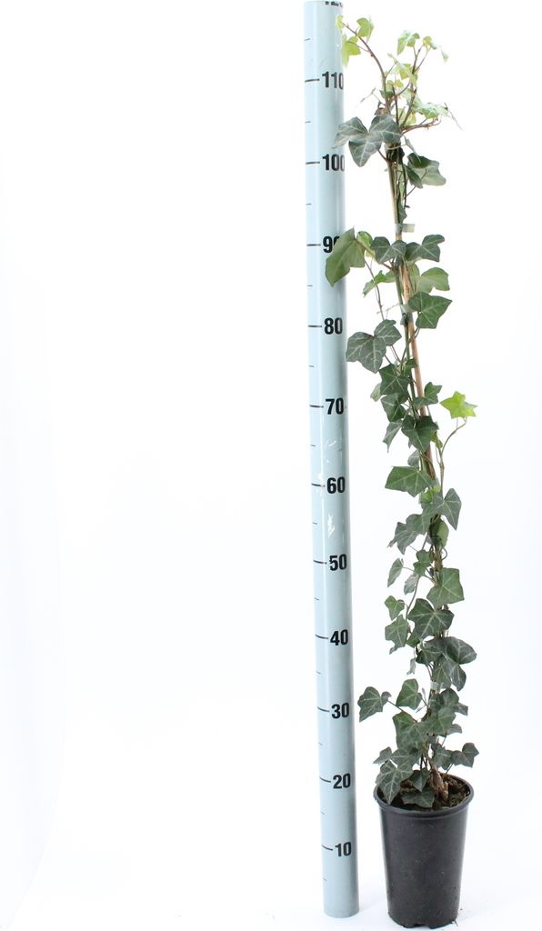 10x Efeu Hedera Hibernica 100-140 cm  Immergrne
