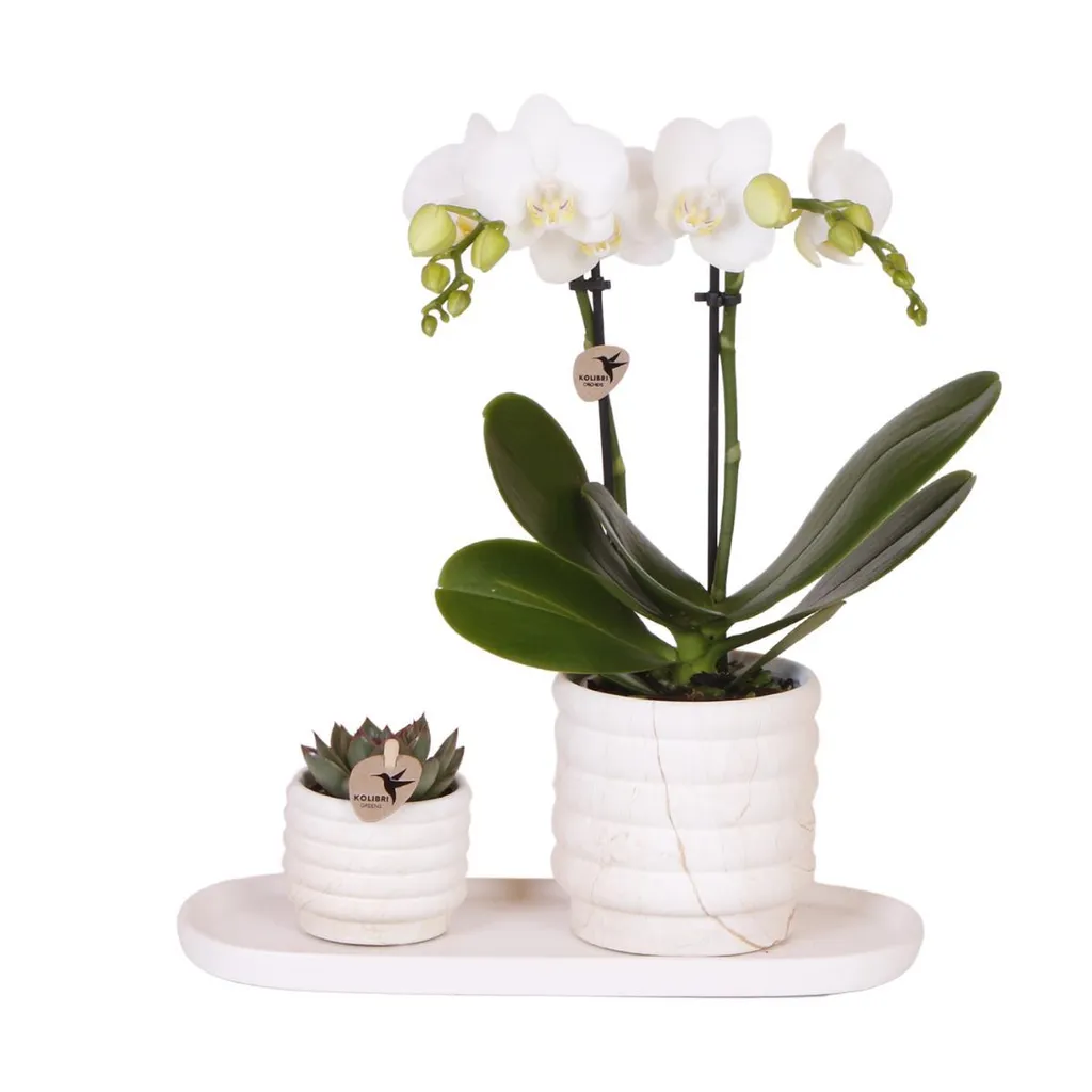 Composition Orchidée Blanche et Plante Grasse avec Pots en Céramique