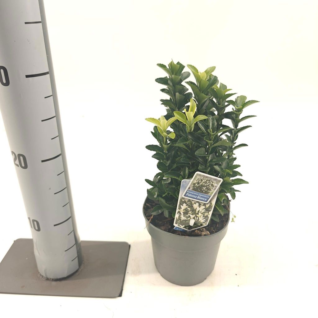Euonymus jap. Paloma Blanca ('Lankveld03'PBR) - Spindelstrauch | 15-20 cm im Topf