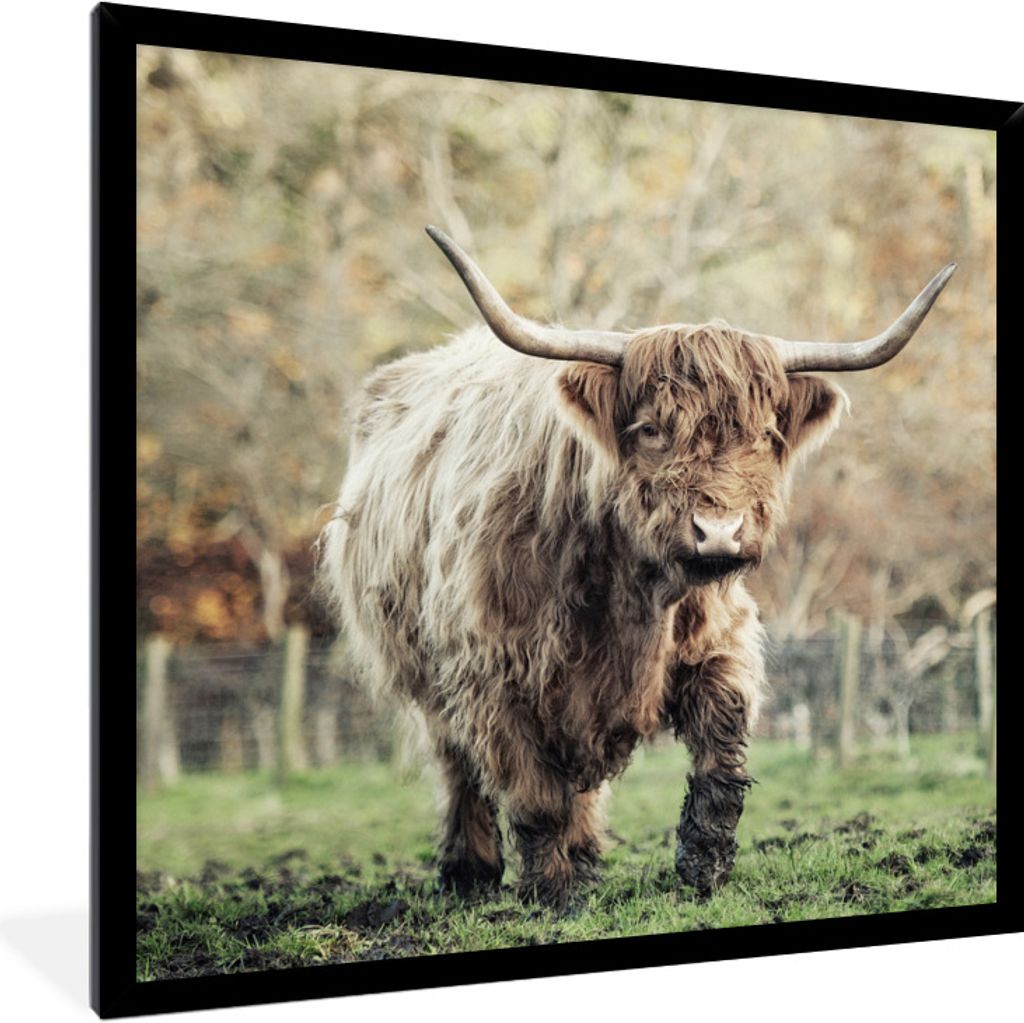 MuchoWow Gerahmtes Poster Scottish Highlander Bull - Natur - Herbst 40x40 cm - Poster mit Schwarzem Bilderrahmen Wandposter Rahmen Foto Bilder - ...