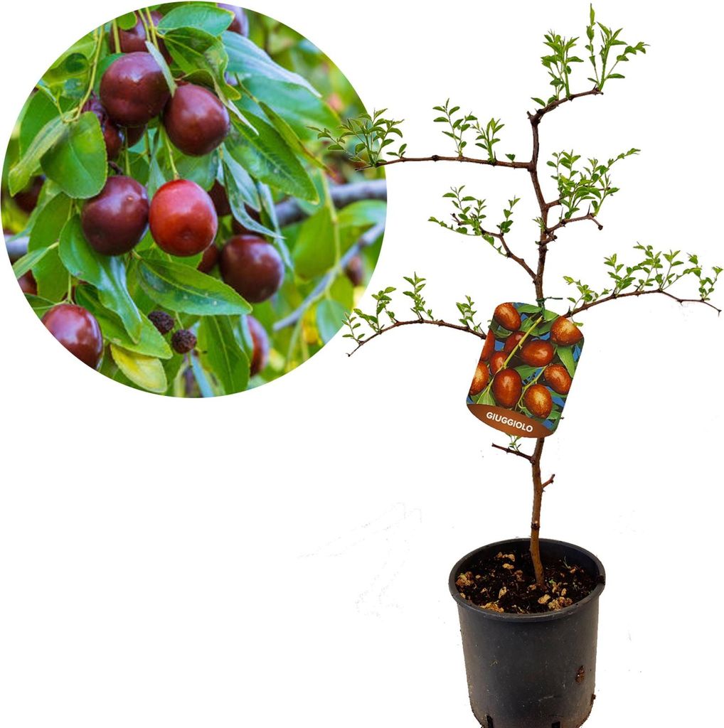 Ziziphus jujuba 'Giuggiolo' Chinesischer Dattelbaum oder Produktbild 