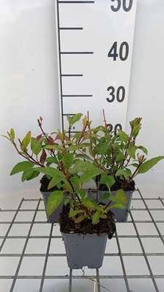 6 x Phygelius rect. 'African Queen' - Kapfuchsie - Topf 9 x 9 cm
