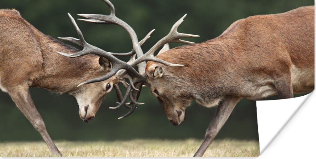 MuchoWow Poster Hirsche - Geweihe - Kämpfen 150x75 cm - ohne Rahmen