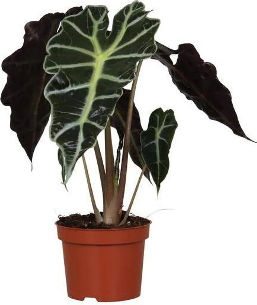 Alocasia Amazonica Polly 30 cm - Plante Intérieure Durable et Robuste