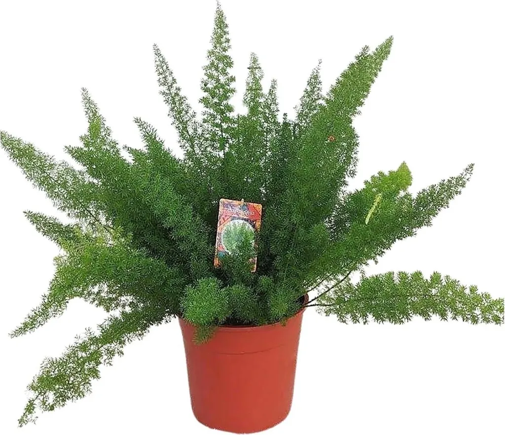 Asparagus Meyeri : Plante Déco sans Entretien pour Air Sain à la Maison