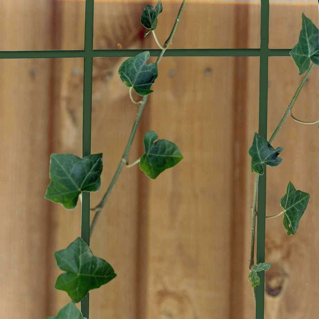 MEISTER Pflanzenträger, Metallgitter, 75 x 150 cm, grün