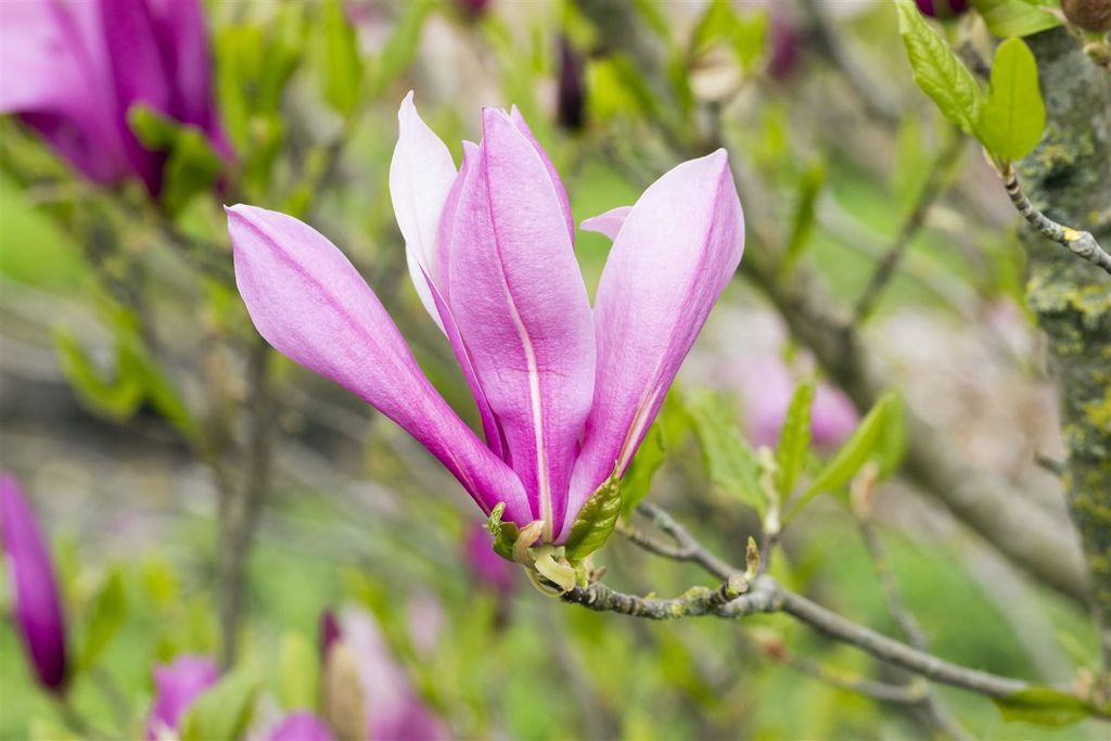 Magnolia liliiflora 'Ricki', Purpur-Magnolie, 40–60 cm