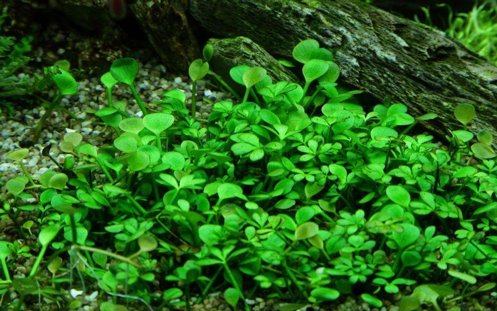 Aquarium Pflanze Marsilea hirsuta Tropica Nr.010 TC in Produktbild 