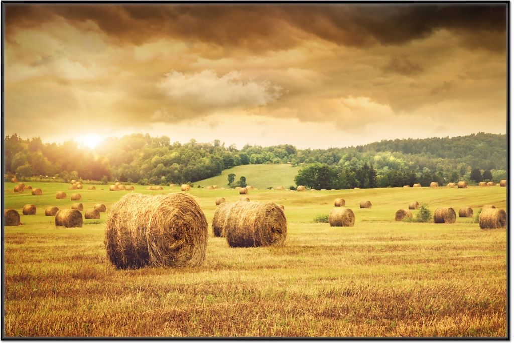 Wallario Wandbild Strohballen auf dem Feld bei Sonnenuntergang, Größe: 61 x 91,50 cm, Poster mit schwarzem Aluminiumrahmen
