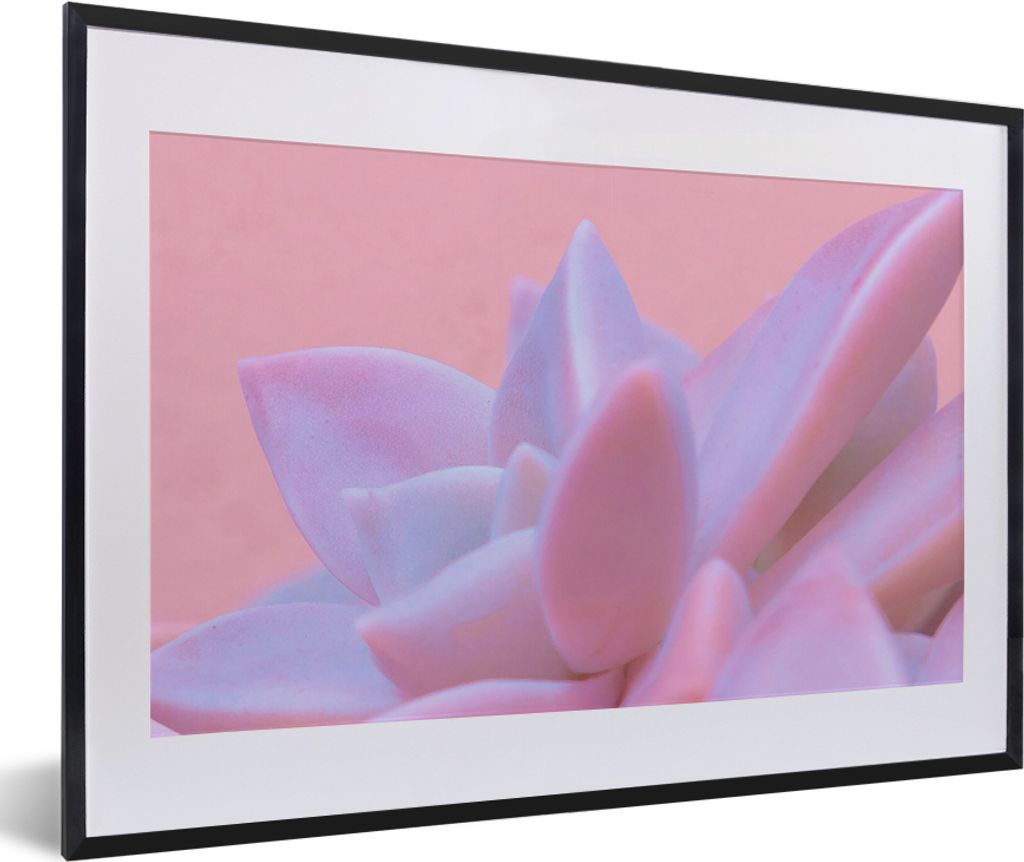 MuchoWow Gerahmtes Poster Sukkulente - Sommer - Rosa - Pflanzen 60x40 cm - Poster mit Schwarzem Bilderrahmen Wandposter Rahmen Foto Bilder - Schl...