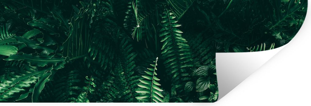 MuchoWow Wandtattoo Wandsticker Wandaufkleber Blätter - Dschungel - Natur - Tropisch - Pflanzen 60x20 cm Selbstklebend und Repositionierbar - Fa...