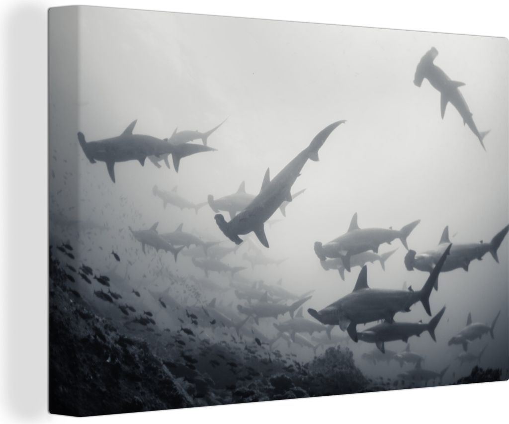 OneMillionCanvasses - Leinwandbilder - 140x90 cm, Eine Schule von Hammerhaien, Wandbilder Kunstdruck Wanddekoration - Foto auf Leinwand - Gemäld...