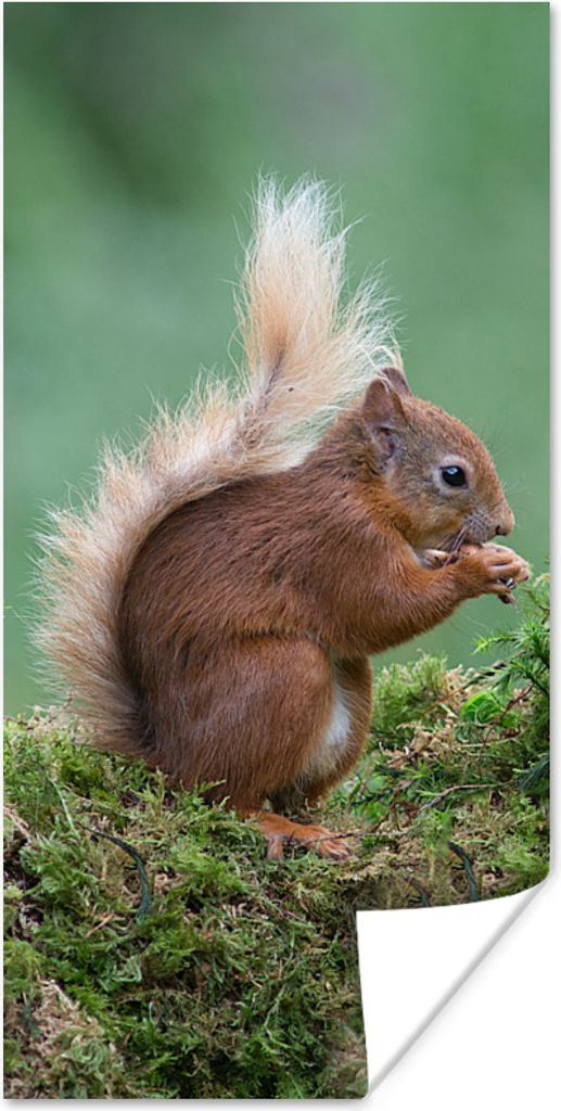 MuchoWow Poster Waldtier - Eichhörnchen - Moos 40x80 cm - Dekoration