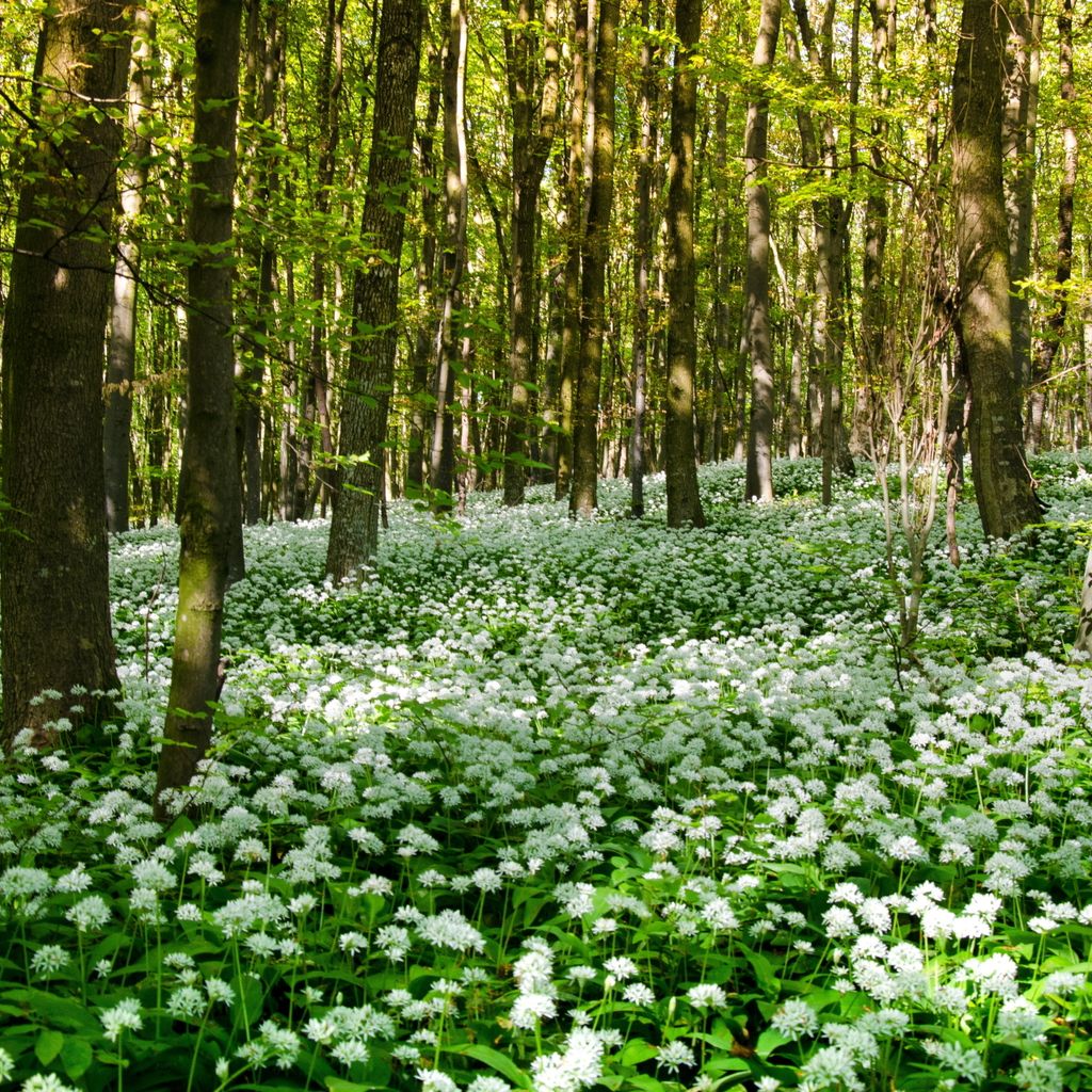 Bärlauch Waldknoblauch Samen - Allium ursinum - Produktbild 6