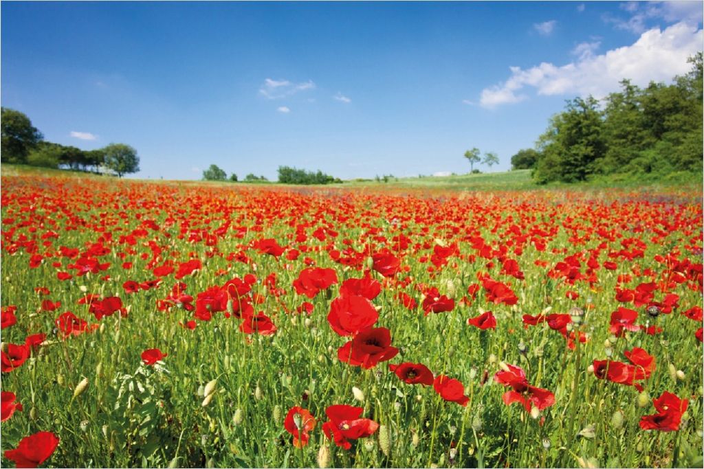 Wallario selbstklebendes Poster - Mohnblumenfeld- rote Blumen unter blauem Himmel, Größe: 100 x 150 cm