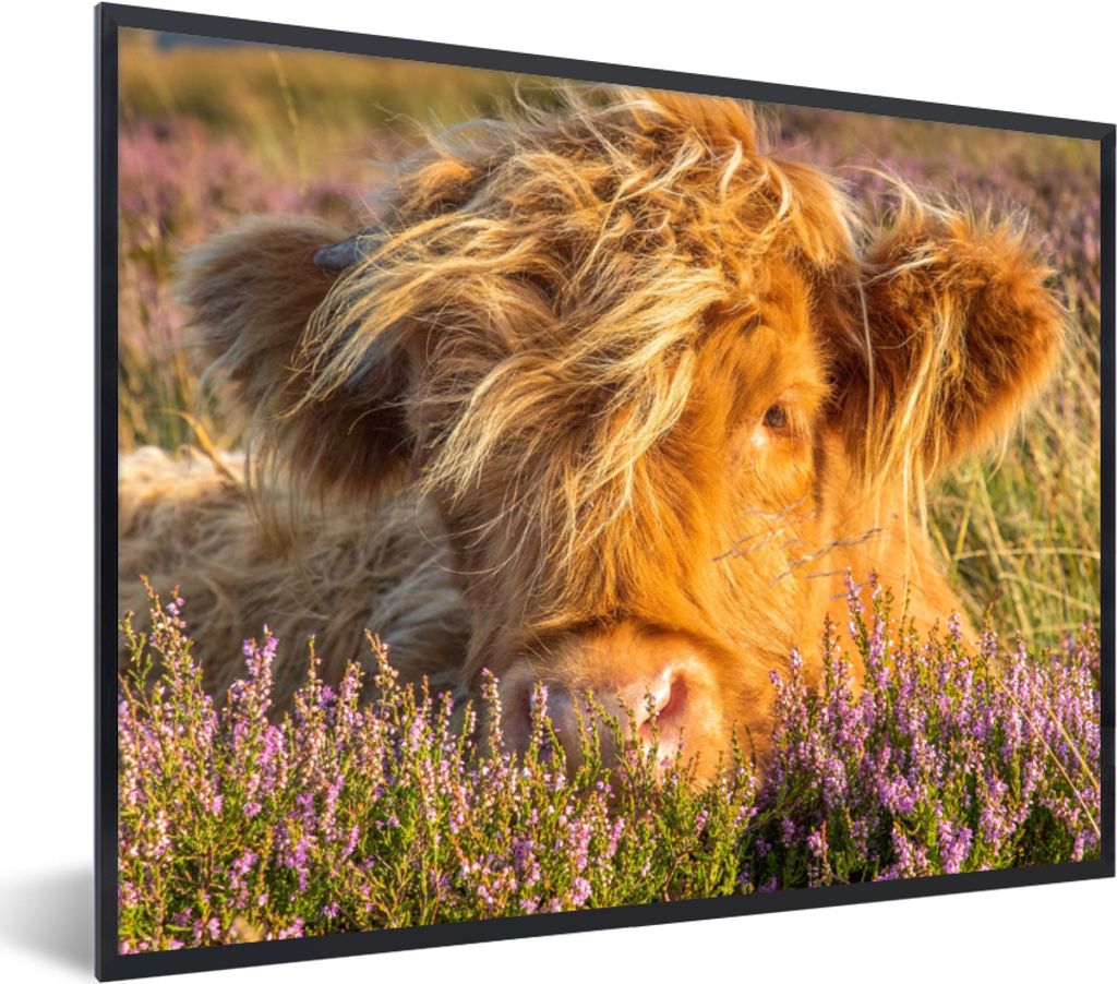 MuchoWow Gerahmtes Poster Schottische Highlander - Heide - Gras - Tiere 40x30 cm - Poster mit Schwarzem Bilderrahmen Wandposter Rahmen Foto Bilde...