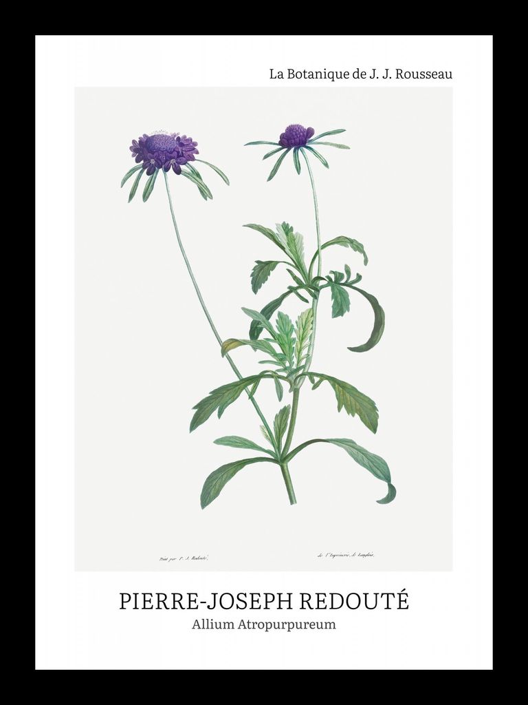 Plakat 13x18cm Design Allium Atropurpureum, Redoute Vintage für das Wohnzimmer