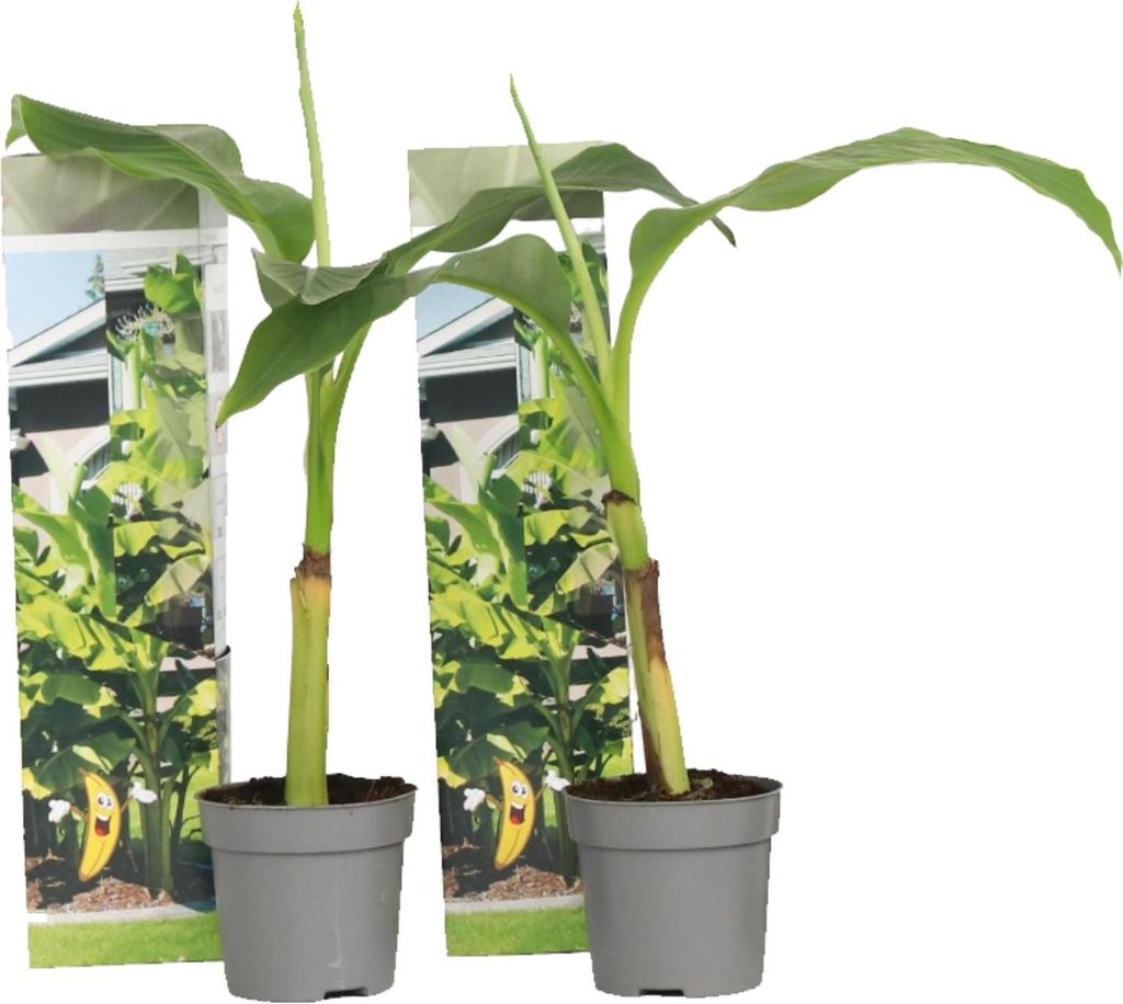 Bananenpflanze - 2 Stk - Musa basjoo - Höhe 25-40cm - ⌀9cm Produktbild 
