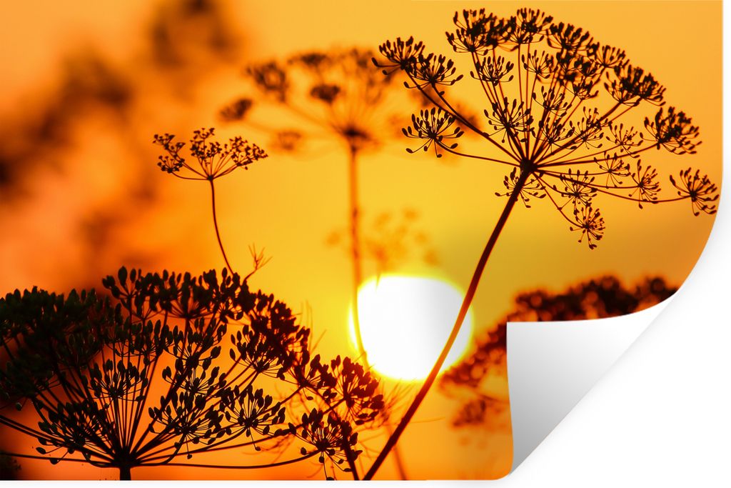 MuchoWow Wandtattoo Wandsticker Wandaufkleber Pflanzen - Blumen - Sonnenuntergang - Orange 90x60 cm Selbstklebend und Repositionierbar - Aufkleber