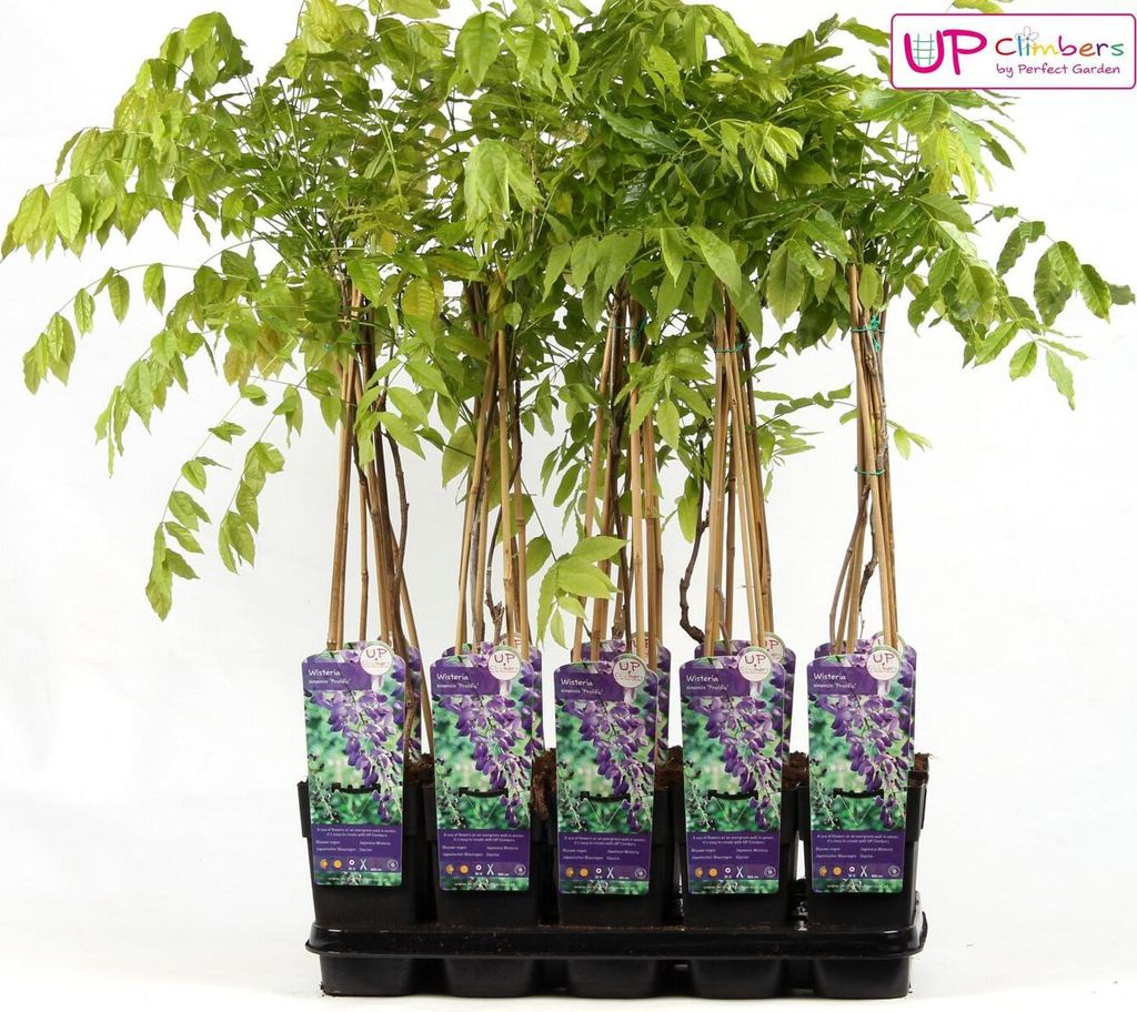 Wisteria sinensis Prolific - Chinesischer Edelblauregen Prolific