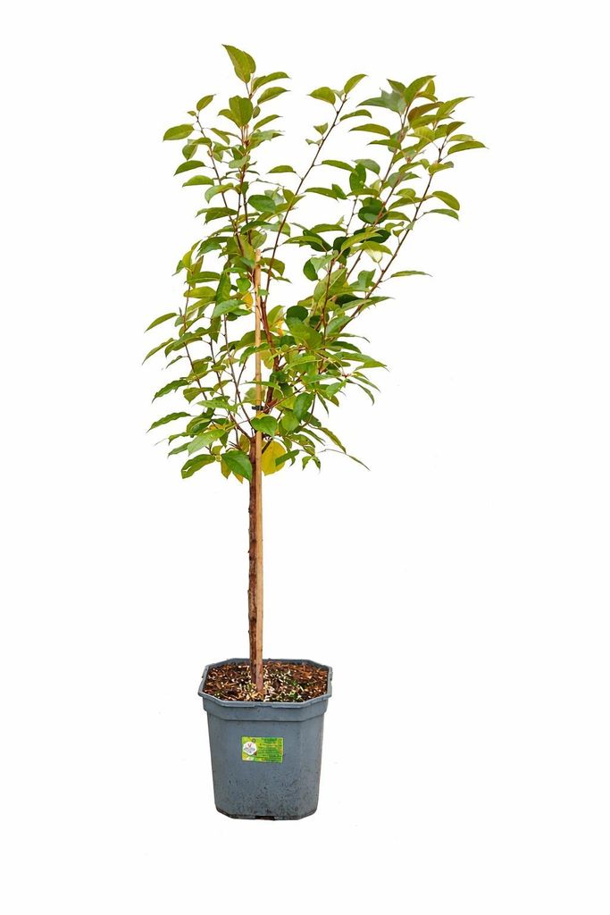 Sauerkirsche ‘Morello’ 100–120 cm | Prunus cerasus Produktbild 